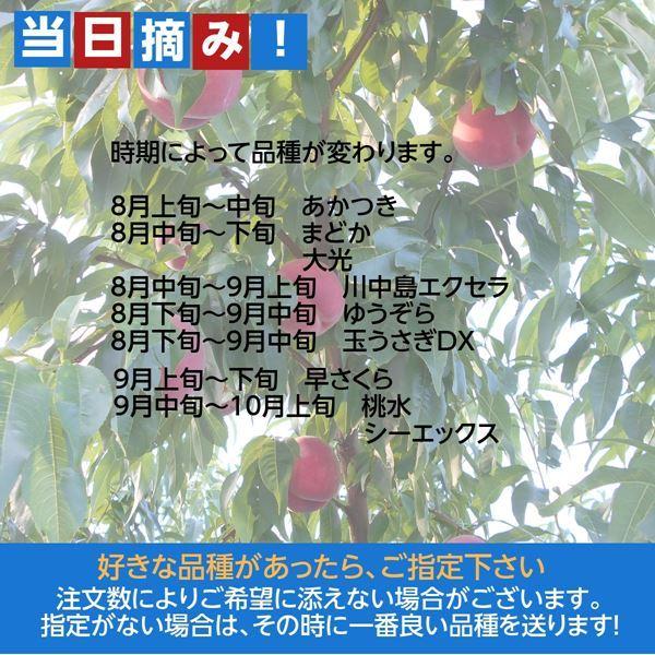 【3月上旬納品】ももページ 桃 【遠藤農園】 もも 3.5kg 中玉13〜14個 贈答 品種色々 福島県 《7