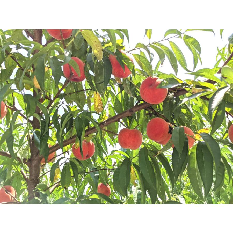 種まきうさぎ】硬い 桃 おどろき 2kg 6〜7個 福島県伊達市 :momo-usagi1:にこやか産直アーケード - 通販 -  Yahoo!ショッピング