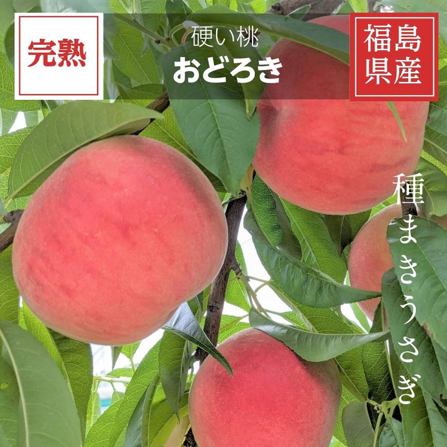 桃 【種まきうさぎ】硬い おどろき 5kg（13〜18個） もも 福島県伊達市 《8/10〜8/20の出荷》 | 