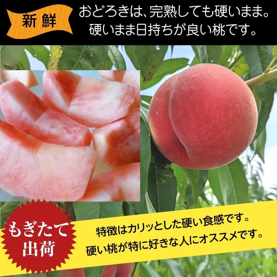 早期予約割引 早割 /【種まきうさぎ】硬い 桃 おどろき 訳あり品 家庭用 5kg 福島県 《8/5〜8/中旬出荷 指定日不可》｜sweetjuicyparadise｜05