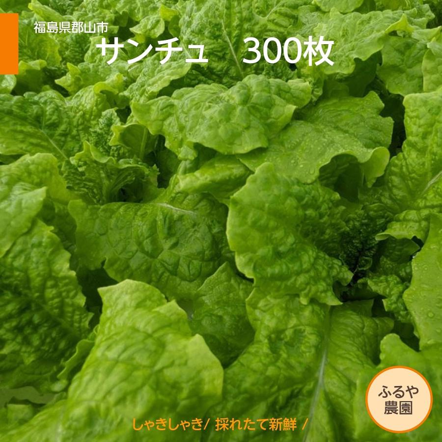 ふるや農園 サンチュ 300枚 業務用 Sancyu Furuya300 にこやか産直アーケード 通販 Yahoo ショッピング