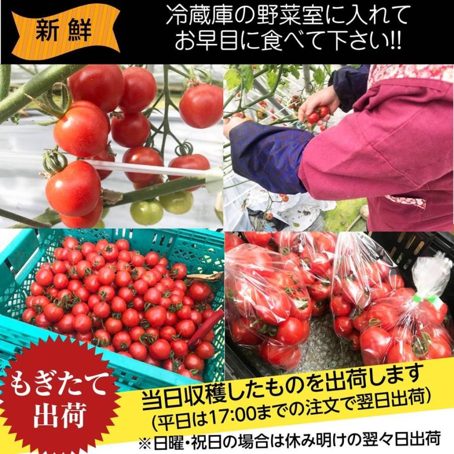 和知ファーム 福島 中玉トマト 1 8kg 白河産 Wachi 1 にこやか産直アーケード 通販 Yahoo ショッピング
