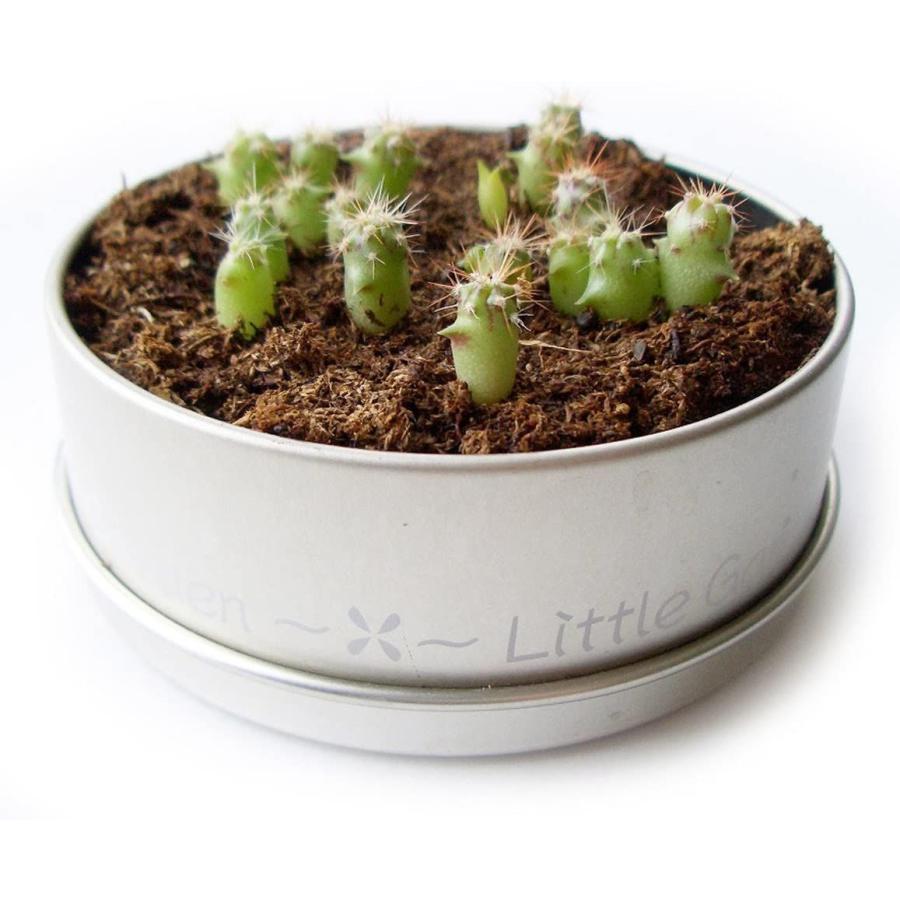 ふるさと割 ナガクラ リトルガーデン サボテンmix 実験 工作 Www We Job Com