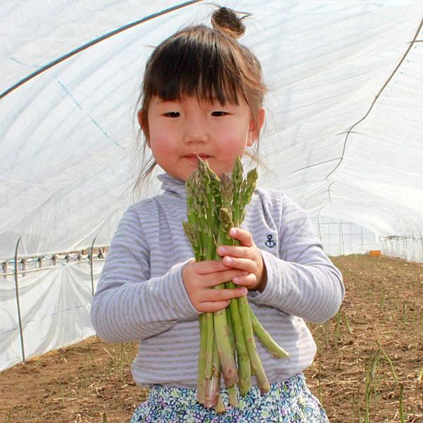 生で食べれる アスパラガス 北海道 グリーン アスパラ 1kg 富良野産 送料無料　朝採れ新鮮 甘くて美味しい 業務用 家庭用 人気野菜　ギフト |  | 15