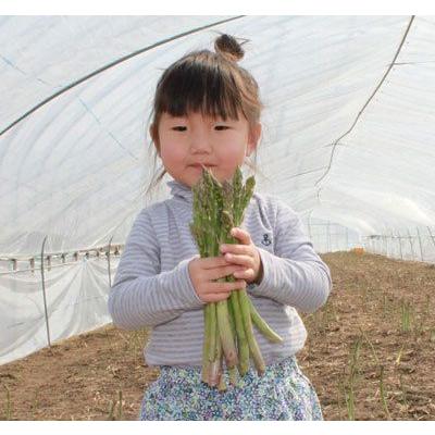 生で食べれる アスパラガス 北海道 グリーン アスパラ 1kg 富良野産 送料無料　朝採れ新鮮 甘くて美味しい 業務用 家庭用 人気野菜　ギフト |  | 03