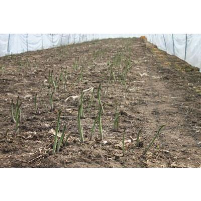 生で食べれる アスパラガス 北海道 グリーン アスパラ 1kg 富良野産 送料無料　朝採れ新鮮 甘くて美味しい 業務用 家庭用 人気野菜　ギフト |  | 04