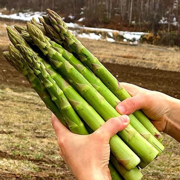 アスパラガス 北海道 グリーン アスパラ 超極太 4Lサイズ 500g 富良野