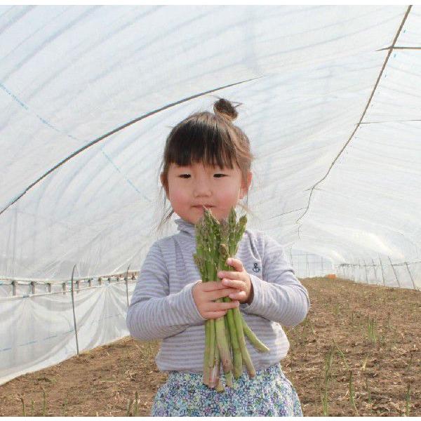 アスパラ 2L 1kg グリーンアスパラ 富良野産 北海道産 朝採れ 極太 春