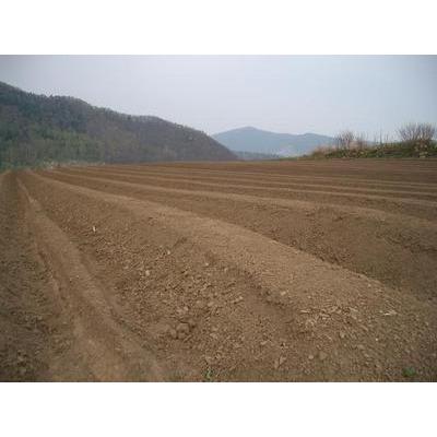 アスパラ　北海道富良野産（秀品）ホワイトアスパラ　１ｋｇ　Ｌサイズ以上　送料無料 |  | 01