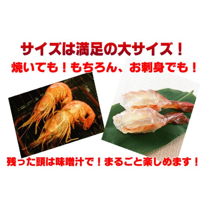 北海道産 ボタンエビ (生冷凍) 2kg お刺身用 ギフト 特大 2L 送料無料