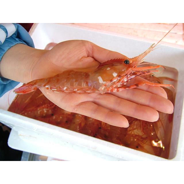 北海道産 ボタンエビ (生冷凍) 2kg お刺身用 ギフト 特大 2L 送料無料