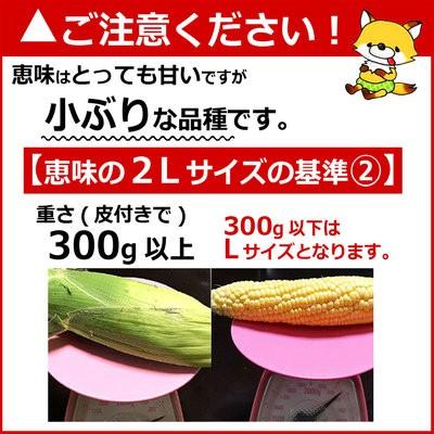 とうもろこし 生で食べれる 恵味 10本 2Lサイズ 北海道 富良野産 送料