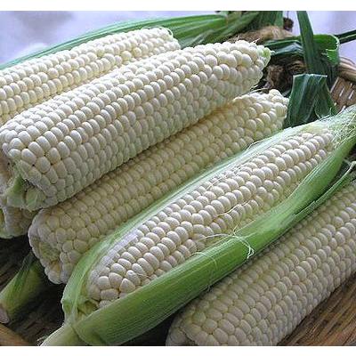 白いとうもろこし 訳あり 北海道 富良野産 ピュアホワイト ５本 送料無料 |  | 01