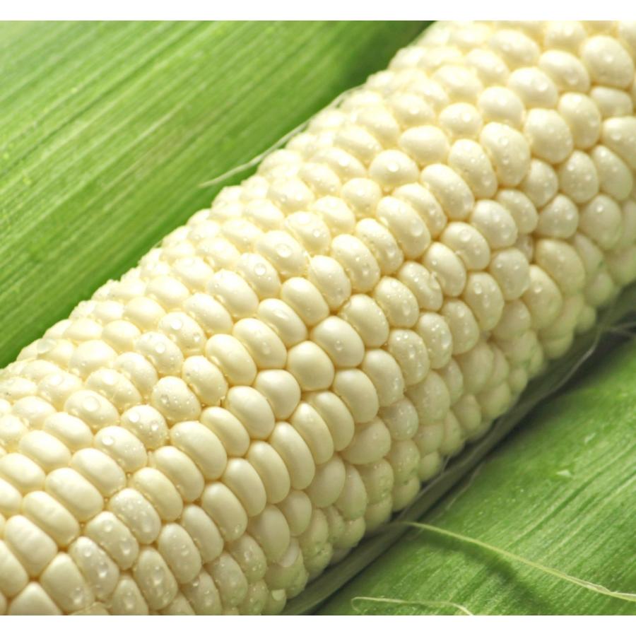 白いとうもろこし 訳あり 北海道 富良野産 ピュアホワイト ５本 送料無料 |  | 10