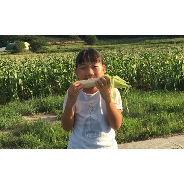 白いとうもろこし 訳あり 北海道 富良野産 ピュアホワイト ５本 送料無料 |  | 12