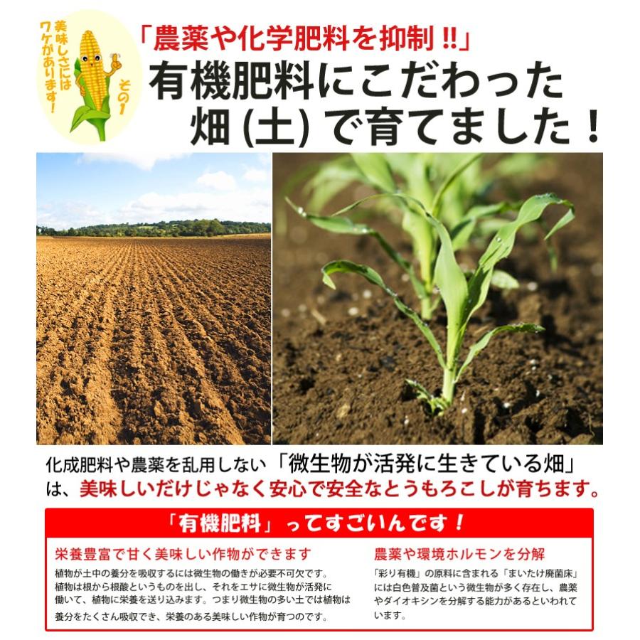 白いとうもろこし 訳あり 北海道 富良野産 ピュアホワイト ５本 送料無料 |  | 03