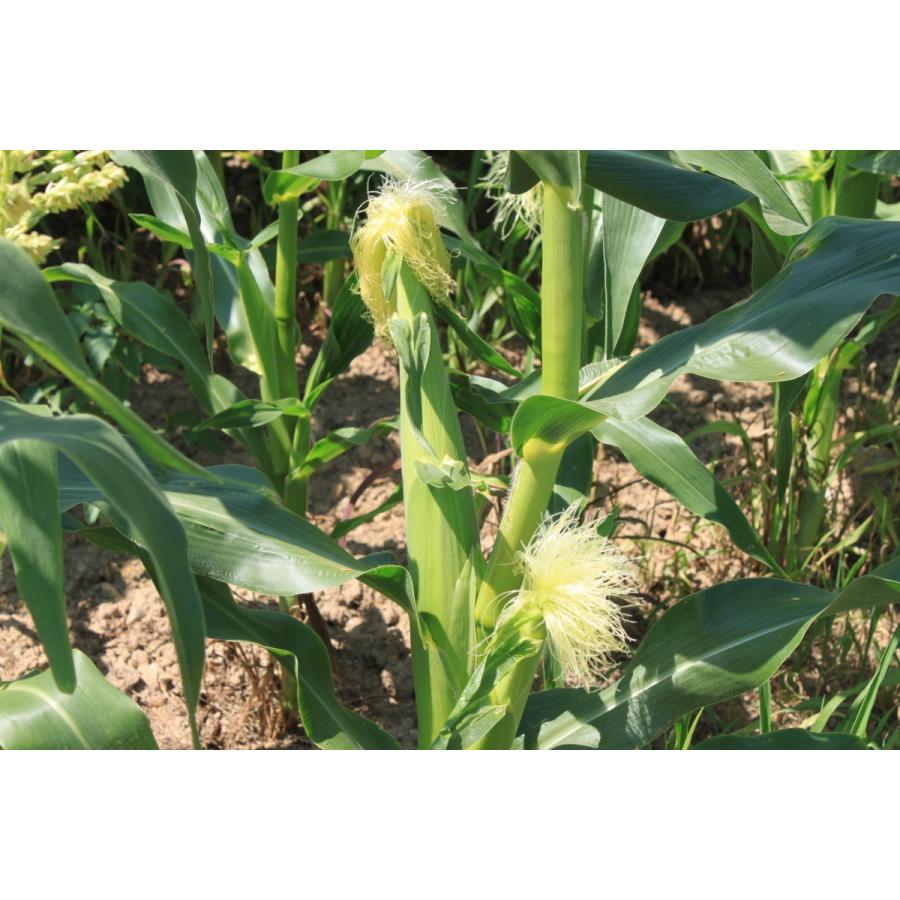 白いとうもろこし 訳あり 北海道 富良野産 ピュアホワイト ５本 送料無料 |  | 09