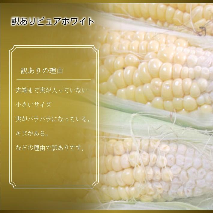 とうもろこし 訳あり ピュアホワイト 10本 北海道 富良野産 白い
