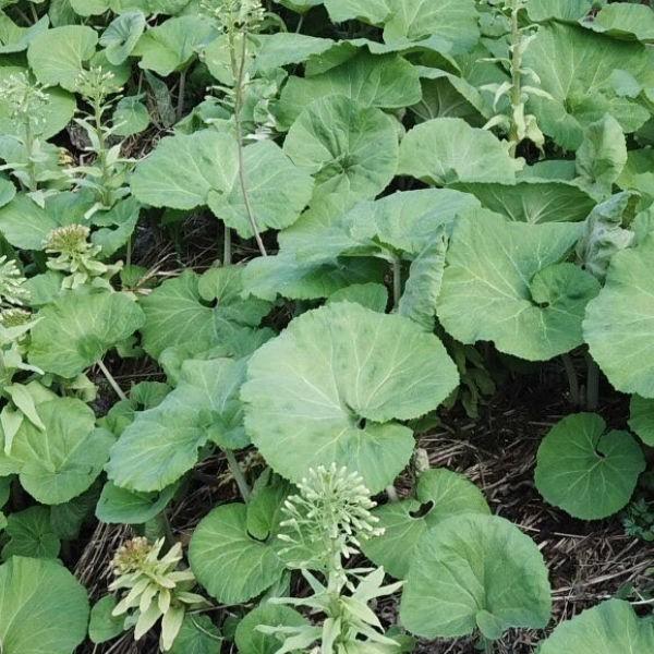 2025年春ご予約販売 ふき 天然物 無農薬 北海道富良野産 3kg 送料 