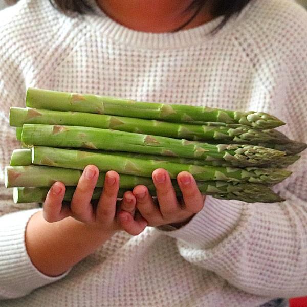 アスパラガス 北海道 グリーン アスパラ 極太 2Lサイズ 1.5kg 富良野