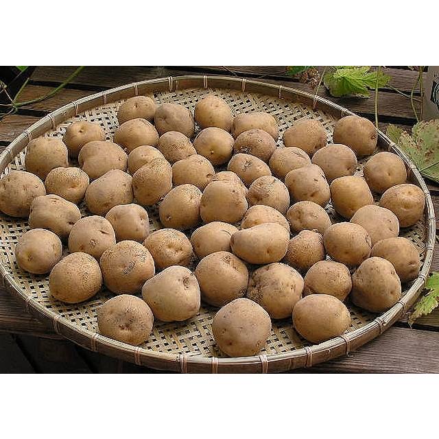 フォクシー ブラックー肉厚フカフカチンチラ付き中綿ベスト 希少42サイズ