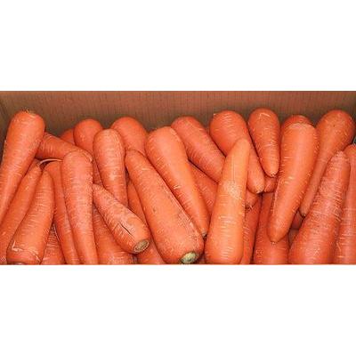 にんじん 北海道産 訳あり 洗い 人参 10kg 送料無料 : スイート