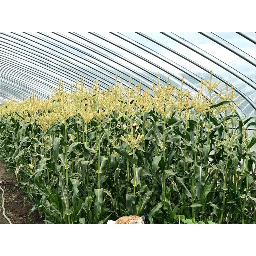 生で食べられるトウモロコシ 北海道富良野産 ピュアホワイト 10本入り 送料無料 ハウス栽培 7月発送 Purewhite7m10 スイートベジタブルファクトリー 通販 Yahoo ショッピング