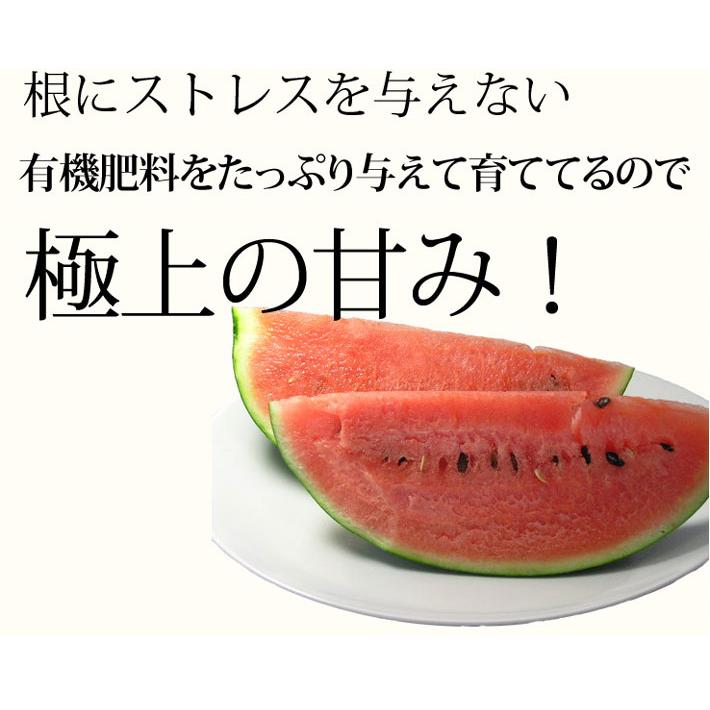すいか スイカ 西瓜 北海道 富良野産 スイカ 2Lサイズ 6kg以上 1玉
