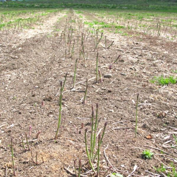 アスパラガス 北海道 富良野産 生で食べれる　グリーン 訳あり １ｋｇ 送料無料｜sweetvegetable｜12