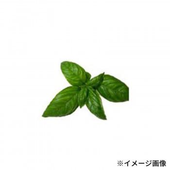 大感謝セール Moomin ムーミン ハーブ栽培セット バジル Kc 5142 安全安心の国内メーカー直送便 Herdasa Es