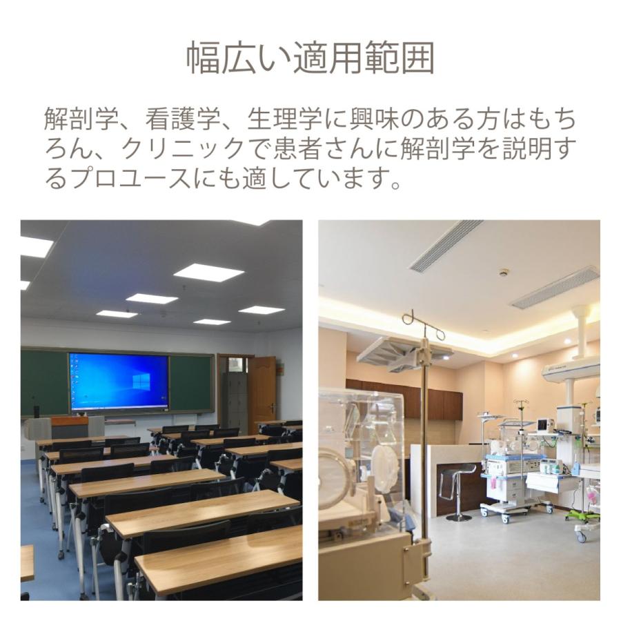 Kurflo人体骨格模型 教育用 等身大 人体模型 筋の着色 靭帯再現 脊柱