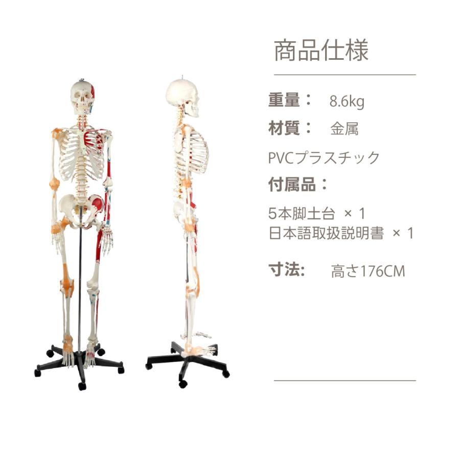 人体骨格模型 等身大180㎝ Amazon.co.jp: 骨格標本 等身大 180cm/85cm 骨格模型キット 人体