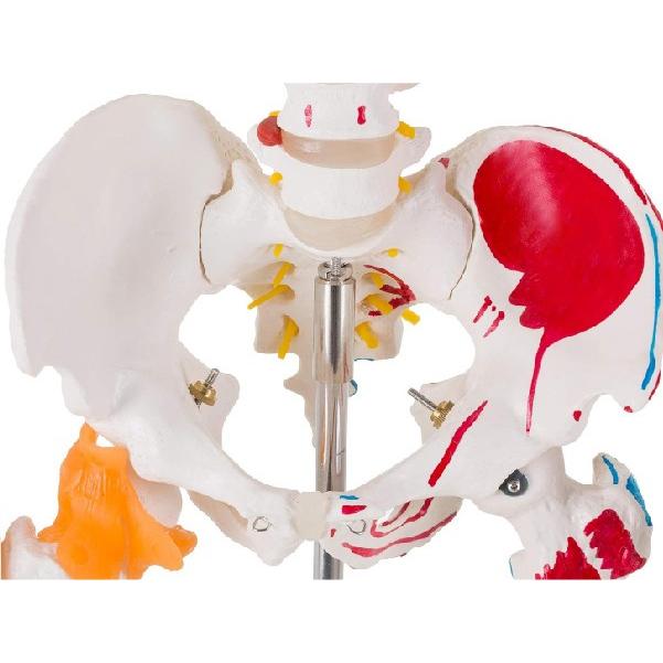 人体骨格模型 教育用 等身大 人体模型 筋の着色 靭帯再現 脊柱