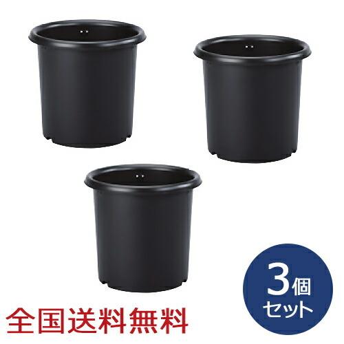 菊水大型タイプ 実生 鉢植えメルカリ便送料込み 菊水(大型タイプ)実生 鉢植えメルカリ便発送( •ω- )☆