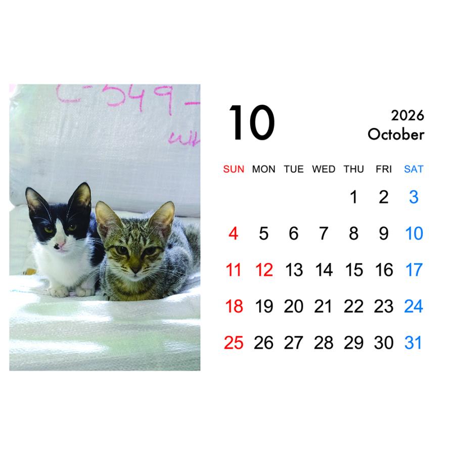 2026年卓上カレンダー猫 : 写真家カレンダー販売Yahoo!店 - 通販