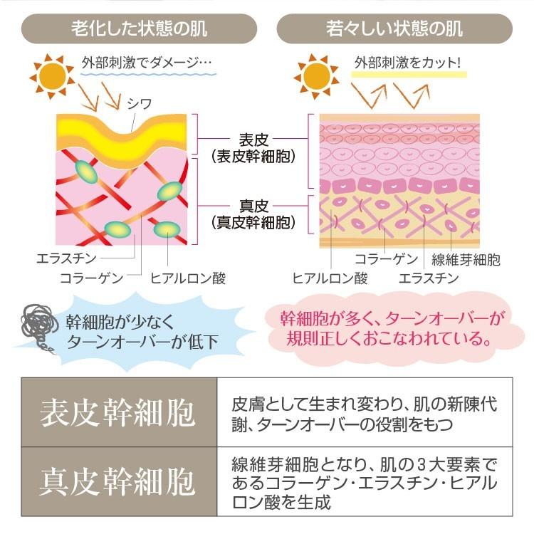 RCH SC ピュアクリーム 1点ローション 2点セット 楽天市場】☆お得な2点セット☆ ヒト幹細胞 化粧品 RCH SC