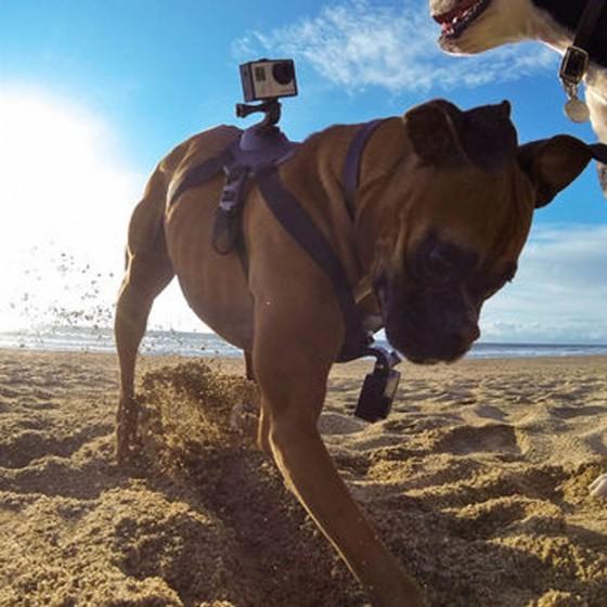 Gopro Hero 4 3 3 2 1用 犬用ハーネス チェストストラップベルト マウント D1660 Synergy 通販 Yahoo ショッピング