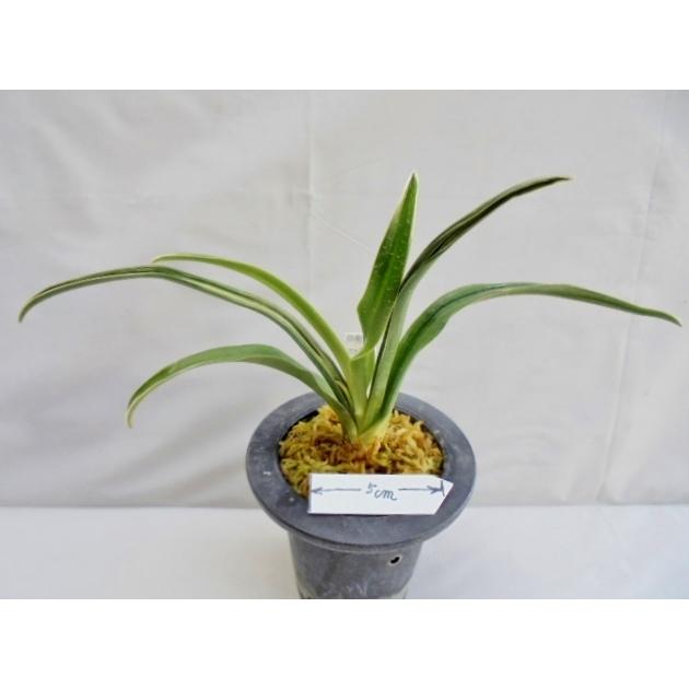 おもと 万年青 白楽天 No 480 Ccr 万年青 庄おもと園 通販 Yahoo ショッピング