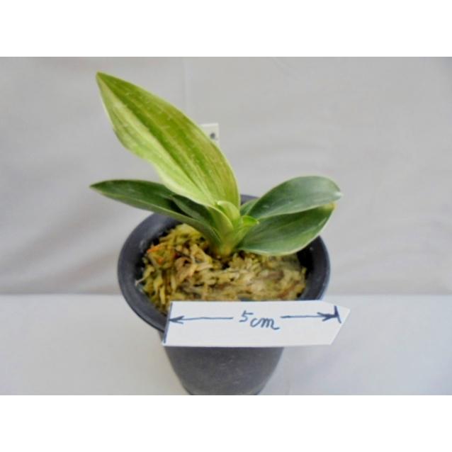 おもと 万年青 生え実生 No 478 Ccs 万年青 庄おもと園 通販 Yahoo ショッピング