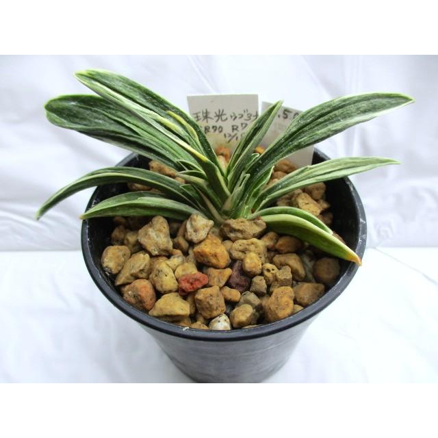 観葉植物 万年青 珠光