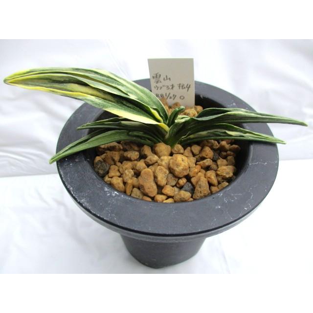 NO.342雲山 : 万年青・庄おもと園 - 通販 - Yahoo!ショッピング