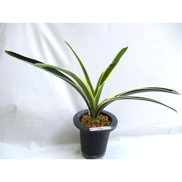 NO.470阿波日月 : 万年青・庄おもと園 - 通販 - Yahoo!ショッピング