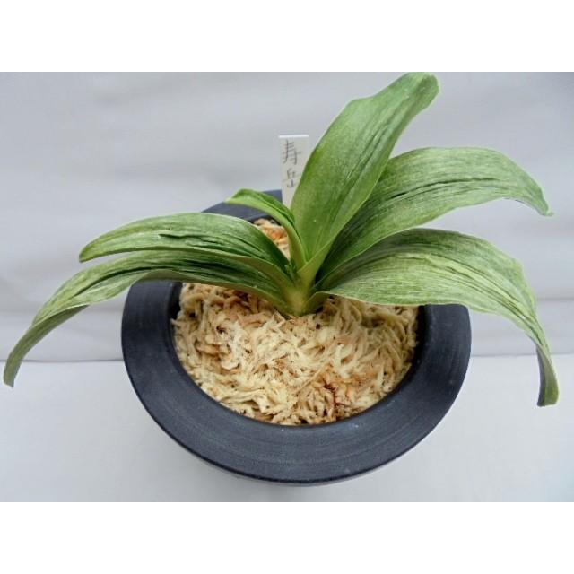 万年青 おもと 寿岳 ｎｏ ５８２ Ee 万年青 庄おもと園 通販 Yahoo ショッピング