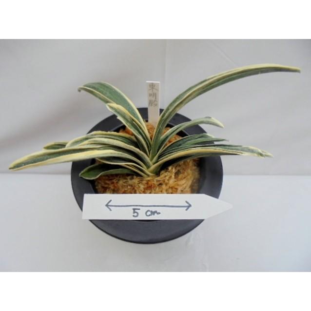 万年青 おもと 東明殿 No ４０２ Gkyoo 万年青 庄おもと園 通販 Yahoo ショッピング