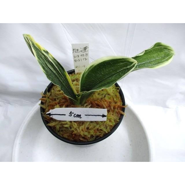 NO.486旭蓮 : 万年青・庄おもと園 - 通販 - Yahoo!ショッピング