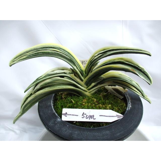 NO.482松籟 : 万年青・庄おもと園 - 通販 - Yahoo!ショッピング