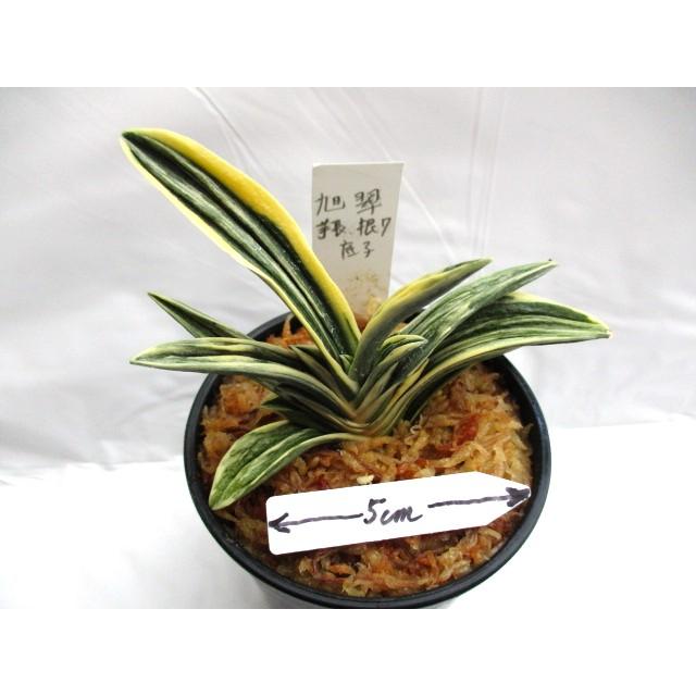 NO.435 旭翠 : 万年青・庄おもと園 - 通販 - Yahoo!ショッピング