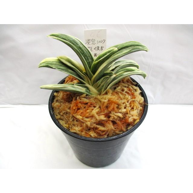 獅子万年青 おもと 白覆輪斑 4.5号陶器鉢つき