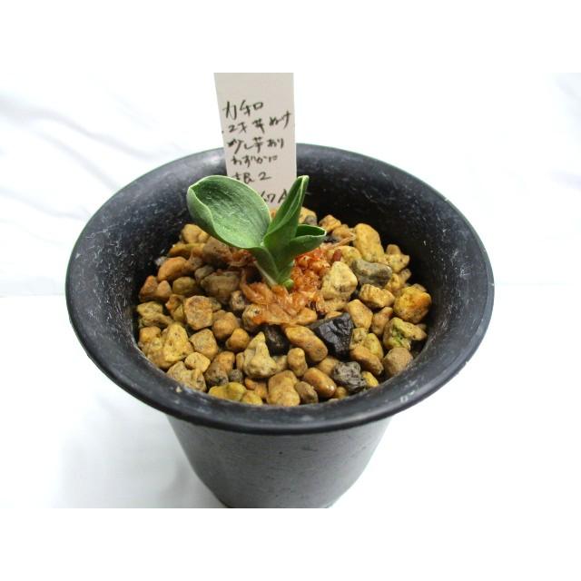 NO.386力和 : 万年青・庄おもと園 - 通販 - Yahoo!ショッピング