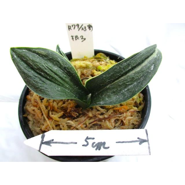 NO.547瑞泉 : 万年青・庄おもと園 - 通販 - Yahoo!ショッピング